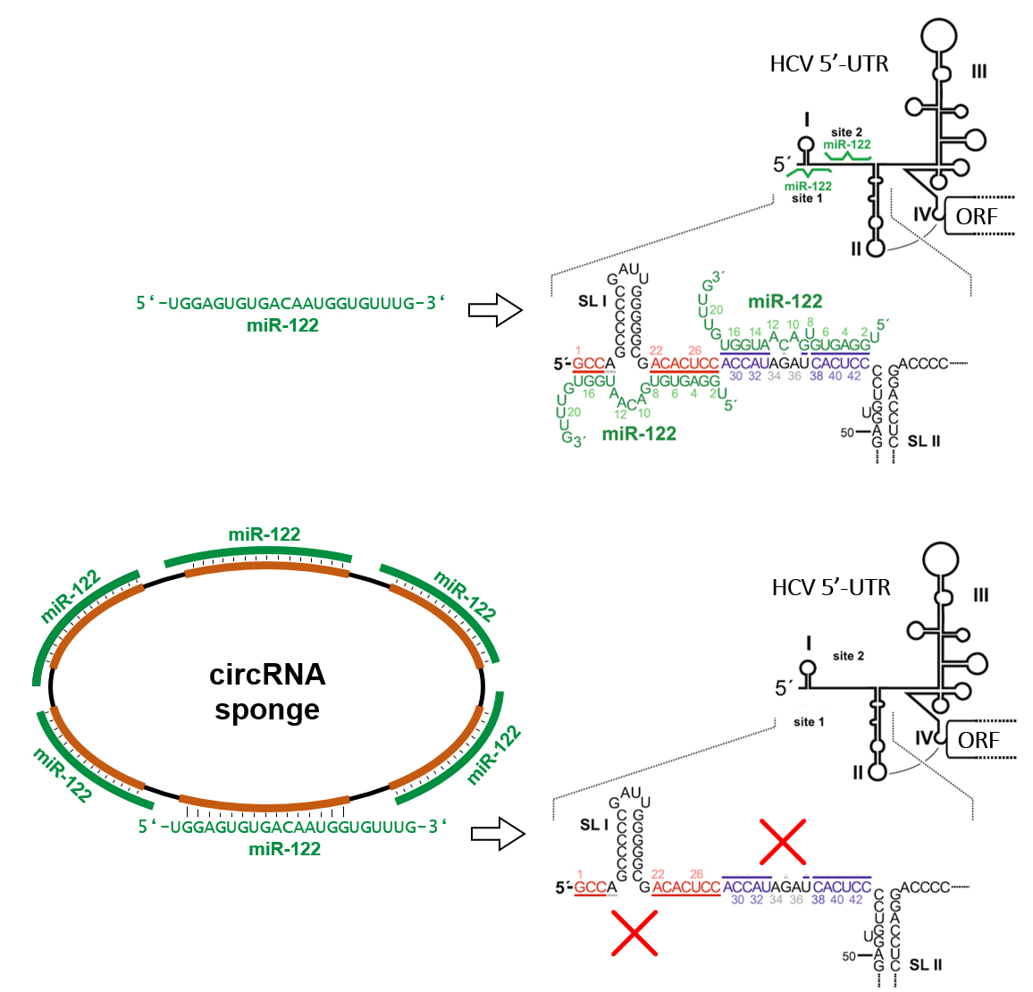 circRNAspongeHCV