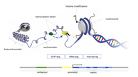 chromatin_model_marek.png