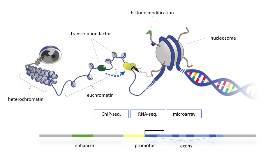 chromatin_model_marek.png