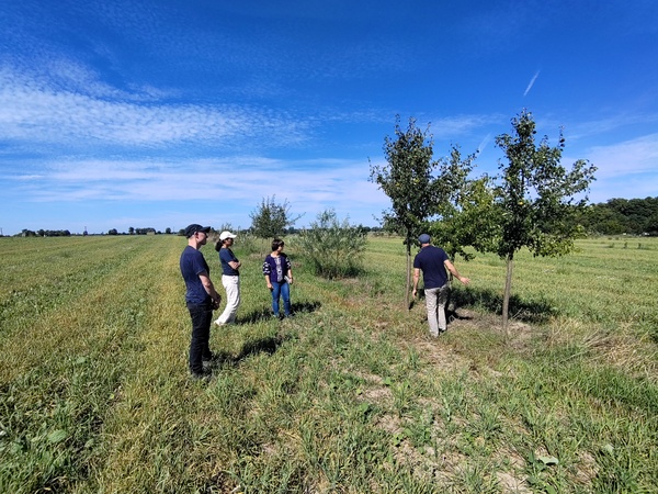 Agroforestry system in Großmutz, Brandenburg (Foto: Lutz Breuer)