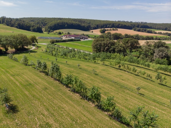 Gladbacherhof agroforestry trial, Hesse (Foto JLU/Till Schürmann)