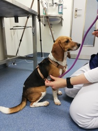 Medical Training Beagle