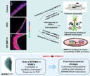 Graphical abstract A02web.jpg