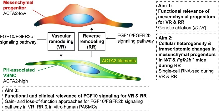 Graphical abstract A04web.jpg