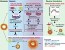 Graphical abstract A06web.jpg