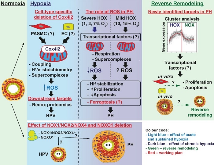 Graphical abstract A06web.jpg