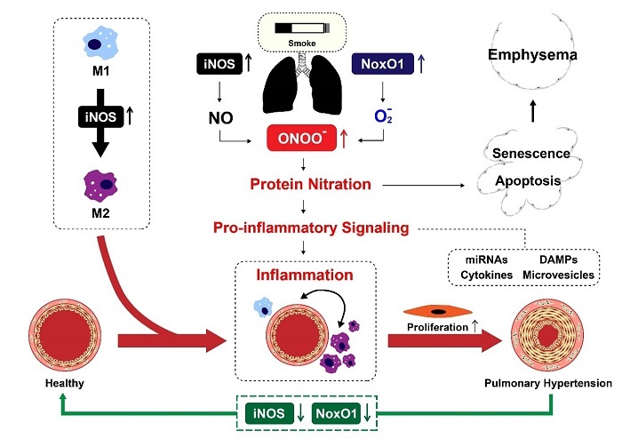 Graphical abstract A07web.jpg