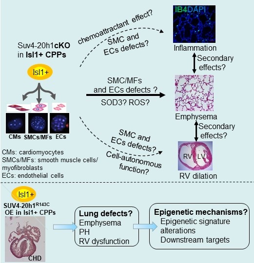 Graphical abstract B02 .jpg