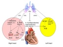 Graphical abstract B05web.jpg