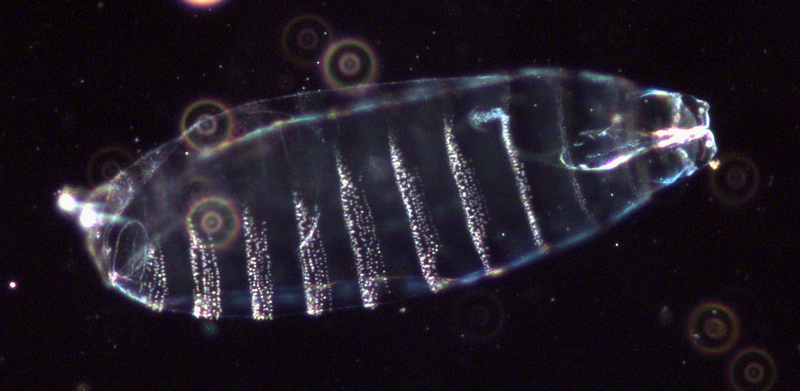 4.) D.melanogaster larvae