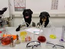 1.) LABoratory Retriever at Work