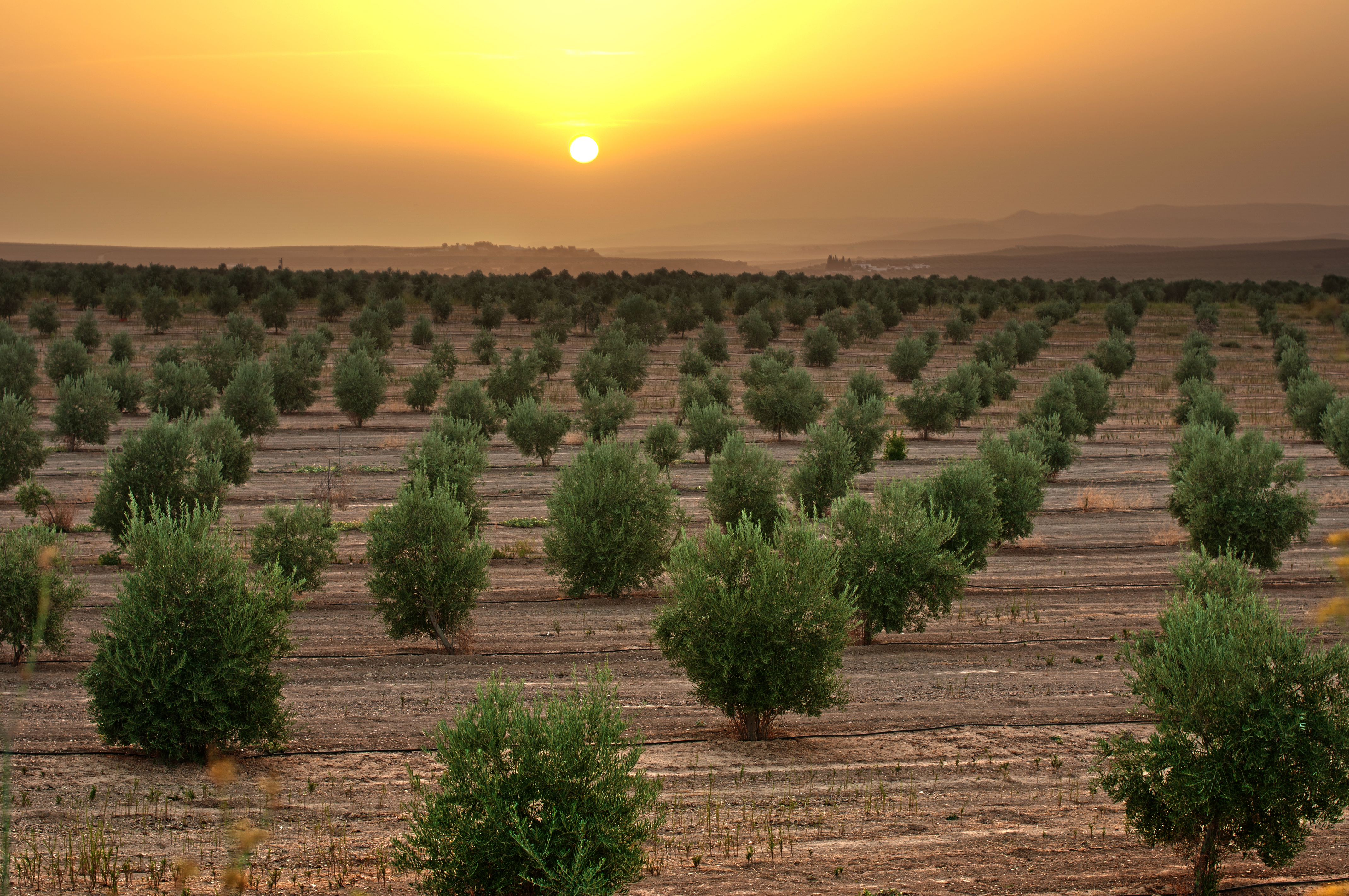 Olivenplantage Sonnenuntergang