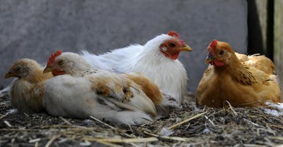 Laying hens