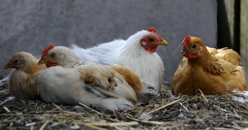 Laying hens