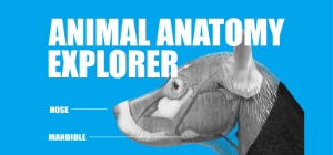 Animal Anatomy Explorer