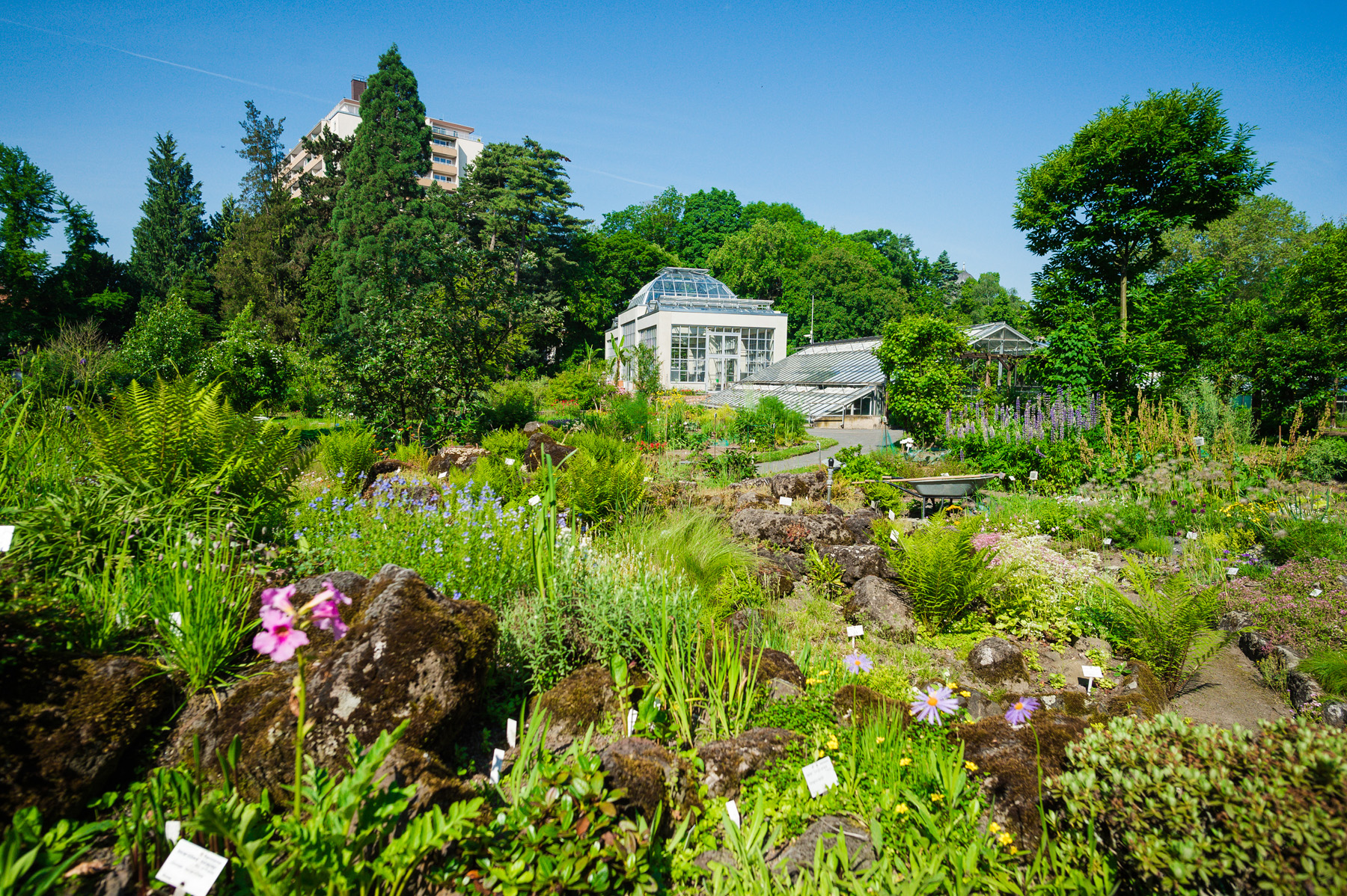 Botanischer Garten gruen