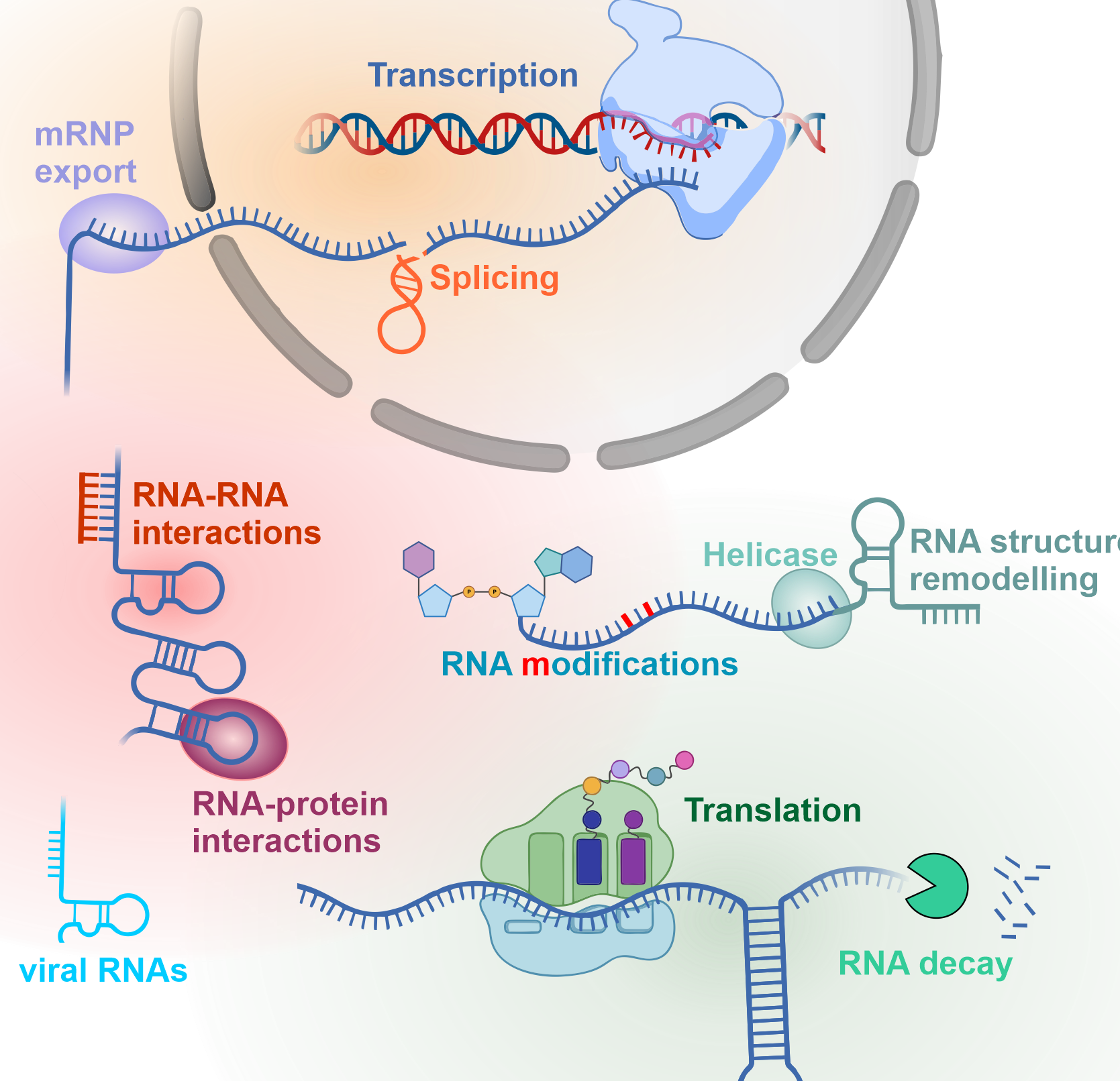 RNA-Forschung