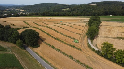 Agroforstsystem auf dem Gladbacherhof, einem Lehr- und Versuchsbetrieb für Ökologischen Landbau der JLU. Foto: Michael Hauschild