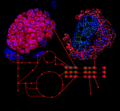 Die Parasiten Plasmodium (links rot) und Theileria (rechts rot) verursachen die lebensbedrohliche Malaria bzw. Theileriose. Die Forscher identifizierten kritische Stoffwechselwege (schematisch dargestellt), die beide einzelligen Parasiten nutzen, um in den Wirtszellen zu überleben. Grafik: P.Olias, F. Brühlmann, V. Heussler, M. Masid. 