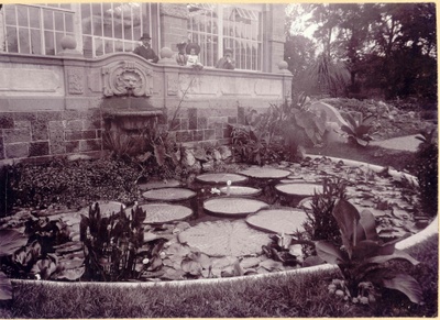 Der historische Löwenbrunnen in typischer Art-déco-Gestaltung: Im Bassin wurden früher tropische Seerosen kultiviert. Der Brunnen verband die Gewächshausarchitektur mit einem rückseitigen Backsteingebäude. Foto, undatiert: Sammlung Botanischer Garten