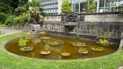 Der Löwenbrunnen im Botanischen Garten ist wieder ein Blickfang: Das aktuelle Bild zeigt das bepflanzte Becken. Foto: Holger Laake