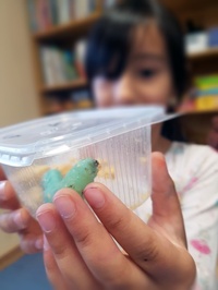 Beeindruckend groß: die Larven des Tabakschwärmers, die Dr. Anton Windfelder mit in die Gießener Sandfeldschule gebracht hatte. Foto: Brigitte Nowacki