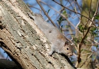The grey squirrel from North America is currently spreading in Europe and displacing the Eurasian red squirrel. Photo: Tim M. Blackburn