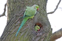 The rose-ringed parakeet from Africa is a popular pet and is widely established in various parts of the world – including parts of Central Europe. Photo: Tim M. Blackburn