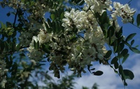It has spread from North America to many regions of the world, where it changes forests: the robinia. Photo: Franz Essl