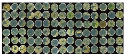 Sammlung von Wurzel-assoziierten Bakterien in Kultur. Foto: Stéphane Hacquard