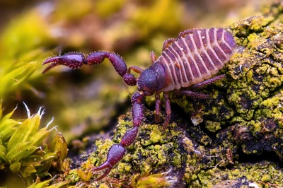 Im Gift des Bücherskorpions (Chelifer cancroides) sind Wirkstoffe enthalten, mit denen sich künftig ein gefährlicher Krankenhauskeim bekämpfen lassen könnte. Foto: Louis Roth