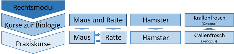 Aufbau der Kurse