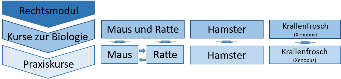 Aufbau der Kurse