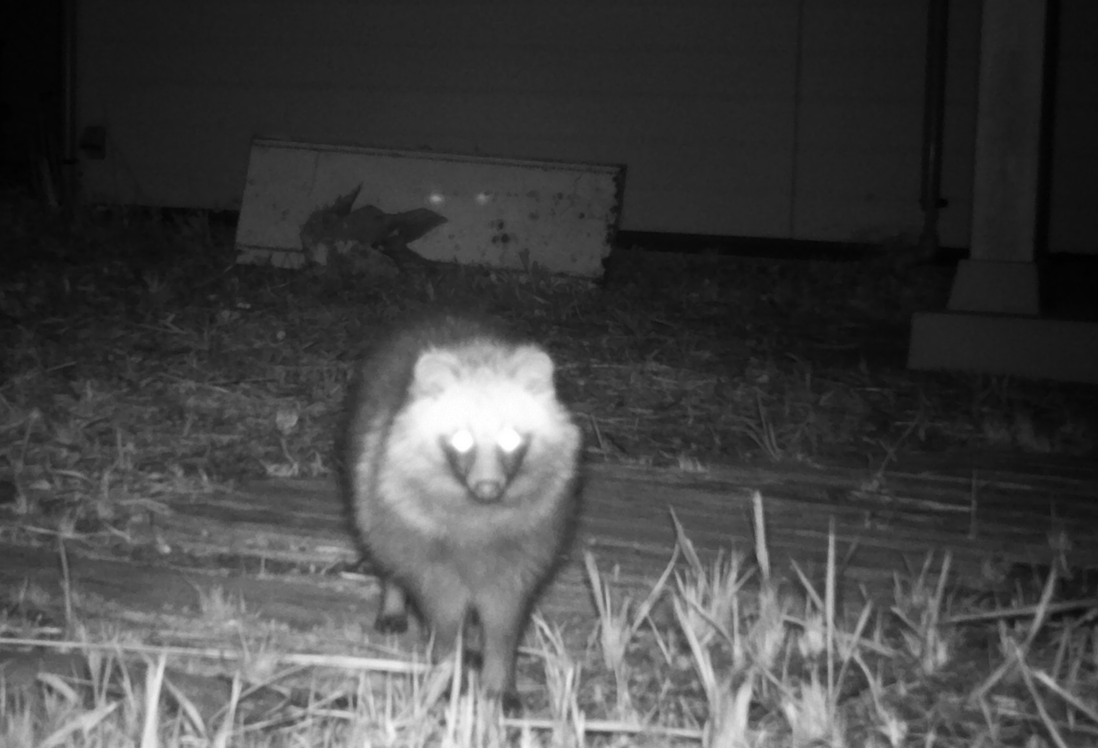 A raccoon dog pictured by a trail camera at the exclusion zone © Don’t Follow the Wind